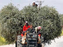 Η Τουρκία κόβει... σιωνιστικές ελιές: Η απόλυτη ψυχασθένεια!