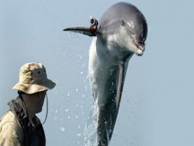 Ο πόλεμος των δελφινιών! Αμερικανικά δελφίνια σε άσκηση του ΝΑΤΟ στα χωράφια των ρωσικών δελφινιών