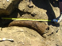 Άνθρωποι και Δεινόσαυροι έζησαν την ίδια περίοδο στη Γη; Κέρατο Τρικεράτοπα χρονολογείται 33.500 ετών (ΒΙΝΤΕΟ)