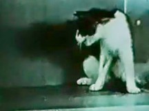 Όταν ο στρατός των ΗΠΑ έκανε πειράματα LSD σε γάτες! (Βίντεο)