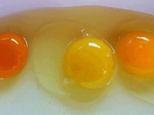 ΠΡΟΣΟΧΗ: Μην τρώτε ποτέ αυγά με κίτρινο κρόκο!