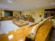 Τα μοναδικά προϊστορικά ευρήματα του μουσείου Φυσικής ιστορίας Γρεβενών - Οι μεγαλυτεροι χαυλιόδοντες μαμούθ στον κόσμο (Εικόνες)
