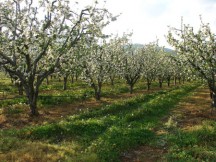 Να πως η ΕΕ κατέστρεψε την Ελληνική αγροτική/κτηνοτροφική (και όχι μόνον) παραγωγή. Έτσι κατέστρεψαν την Ελλάδα...