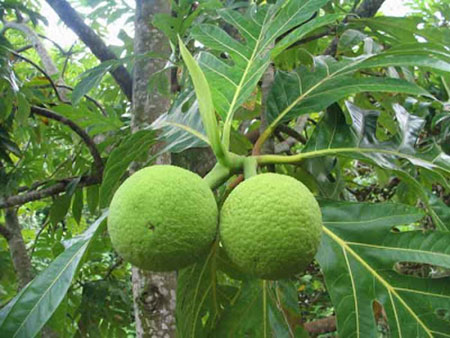 Αρτόδεντρο: Το φρούτο που μπορεί να λύσει το πρόβλημα της παγκόσμιας πείνας!!!